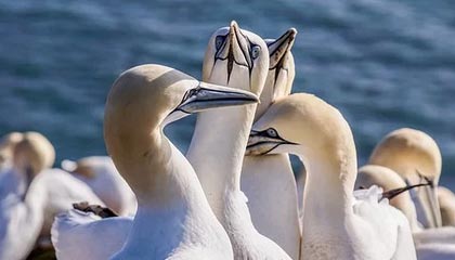 开云-MAD险胜SHR，Peanut三分雨点燃全场｜电竞巅峰之战的激情瞬间