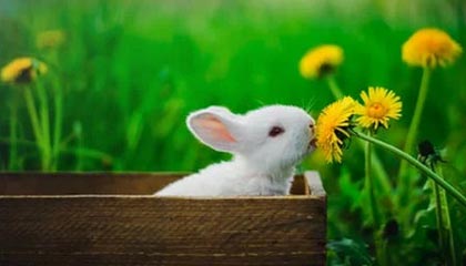 开云APP-欧洲足坛双重风暴！德国战车熄火引爆连锁反应，亚平宁争冠乱局再添薪柴